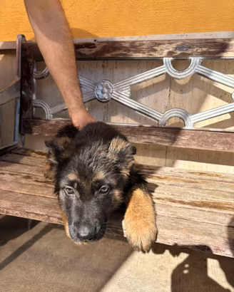 Pastori tedeschi originali