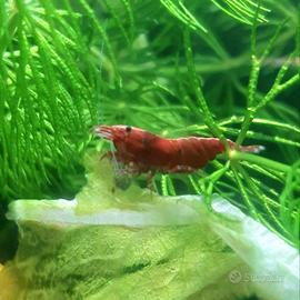 Neocaridina Red Sakura