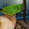 pappagalli-del-senegal-you-you-