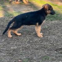 Cuccioli pastore tedesco