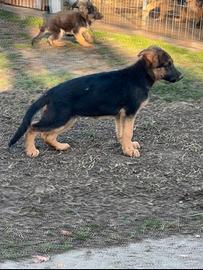 Cuccioli pastore tedesco