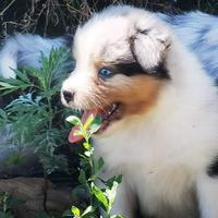 Cuccioli Australian shepherd con pedigree ENCI