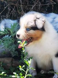 Cuccioli Australian shepherd con pedigree ENCI