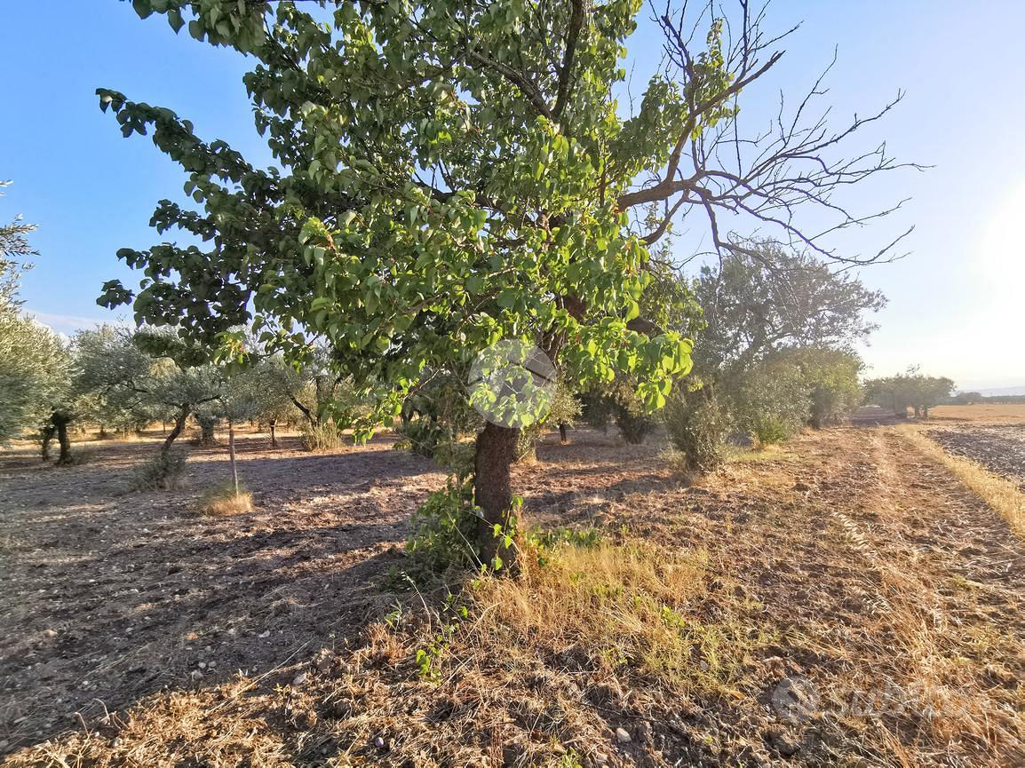 TER. AGRICOLO A LUCERA - Vista 2