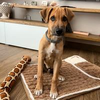 Baloo, cagnolino di 4 mesi