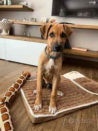 Baloo, cagnolino di 4 mesi