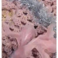 Pulli parrocchetti dal collare da imbecco