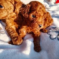 Cucciolo di Barboncino Rosso