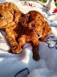 Cucciolo di Barboncino Rosso