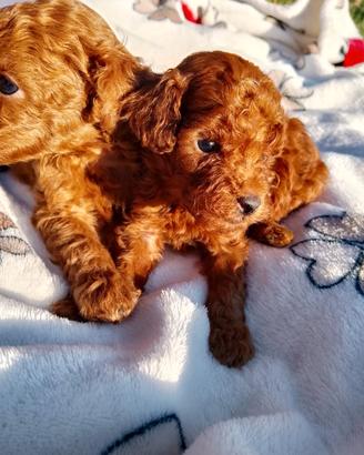 Cucciolo di Barboncino Rosso