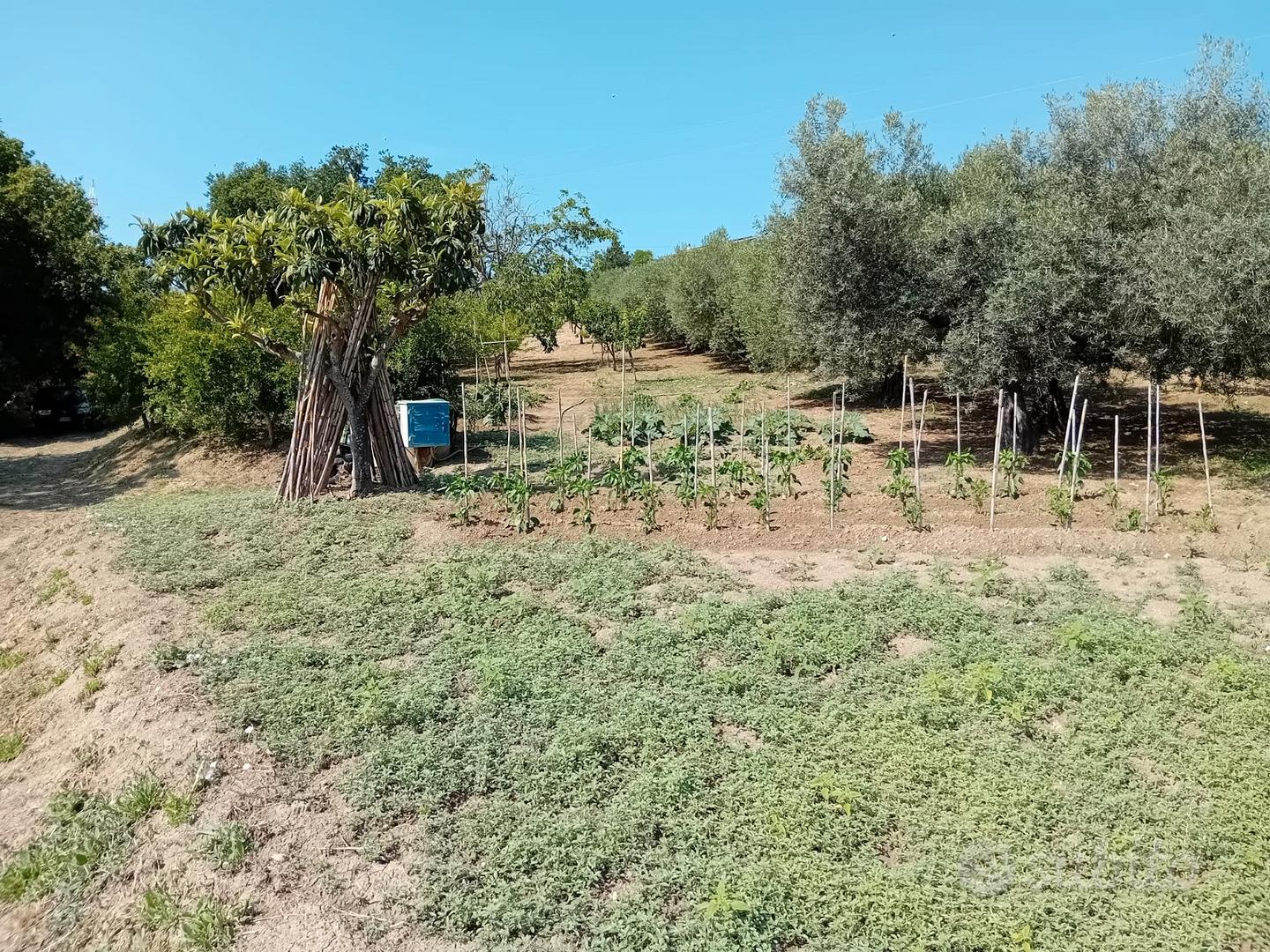 Terreno agricolo Alanno 4500mq - Vista 6