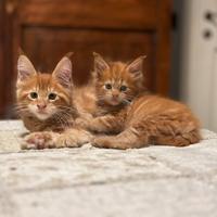 Maine coon cuccioli