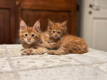 Maine coon cuccioli