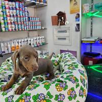 Bassotti esotici keninken