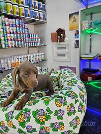 Bassotti esotici keninken