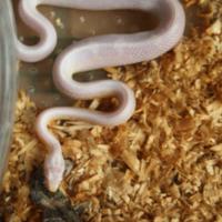 Cucciolo serpente del grano