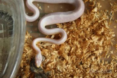 Cucciolo serpente del grano