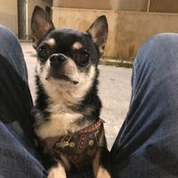 Chihuahua