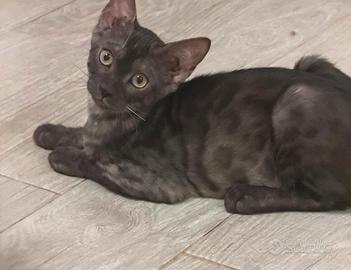 cuccioli pura razza Bengala 