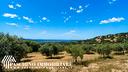 azienda-agricola-panoramica-con-oliveto-e-vigneto