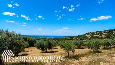 Azienda agricola panoramica con oliveto e vigneto