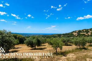 Azienda agricola panoramica con oliveto e vigneto