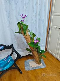 Tronchetto per orchidee 