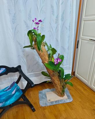 Tronchetto per orchidee 