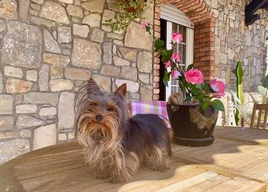 Yorkshire taglia piccolissima