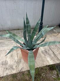 Pianta agave