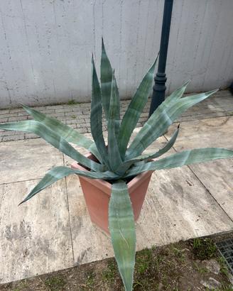 Pianta agave