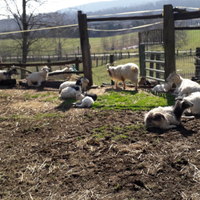 Gregge Capre cashmere