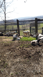 Gregge Capre cashmere