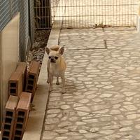Chihuahua