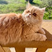 Persiano per accoppiamento