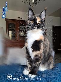 SPLENDIDA CUCCIOLA MAINE COON