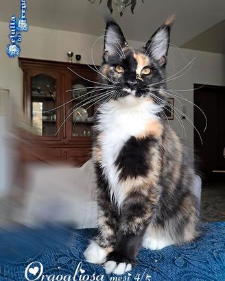 SPLENDIDA CUCCIOLA MAINE COON