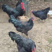 Australorp (galli)