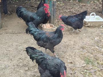 Australorp (galli)