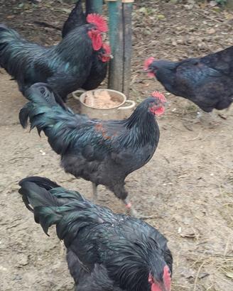 Australorp (galli)