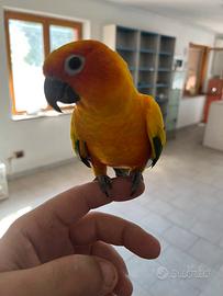 Conuro del sole allevato a mano disponibile