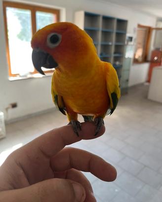 Conuro del sole allevato a mano disponibile