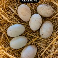 Anatre corritrici Bali e normali