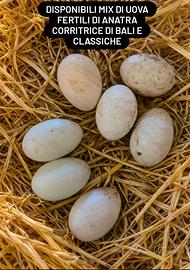 Anatre corritrici Bali e normali