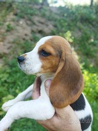 Cane Beagle