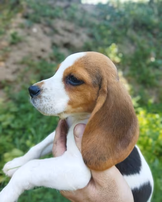 Cane Beagle