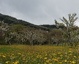 Terreno agricolo