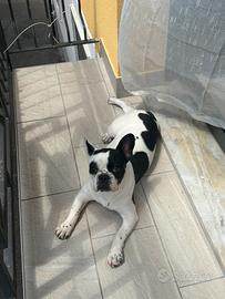 Bulldog francese