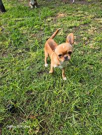 Chihuahua maschietto