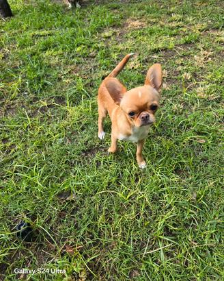 Chihuahua maschietto